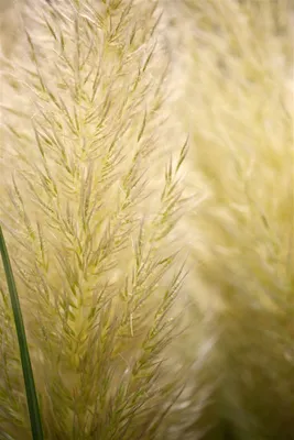 Produktbild von Cortaderia selloana 'Evita', Pampasgras, kompakt, 3-5 Liter Container