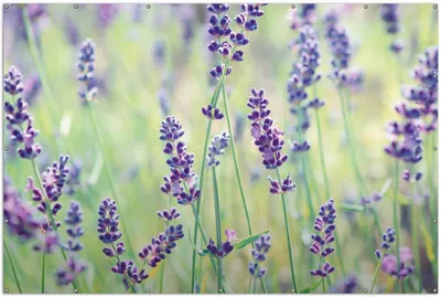 Produktbild von Wallario XXL Outdoor-Poster für Garten oder Balkon, Motiv Lila Blumenfreude - Violette Pflanzen auf der Wiese, in ca. 300 x 200 cm