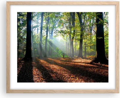Produktbild von Gerahmtes Poster - Rahmen in heller Eiche - Wald Blätter Sonne - 50x40 cm - Wand Bild - Wanddeko - Wandbilder - Wandposter - Bilderrahmen - Bilder - Kunstdruck - Wandbild - P2NAA50x40-0136
