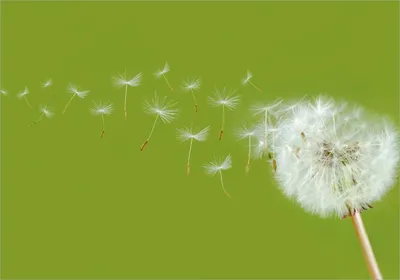 Produktbild von Wallario Poster - Pusteblume auf der Wiese mit fliegenden Samen, Kunstdruck Größe: 70 x 100 cm