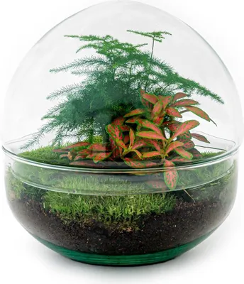 Obrázok produktu pre F?ašová záhrada "Dome" - sklenená gu?a - terárium pre rastliny - výška 20 cm