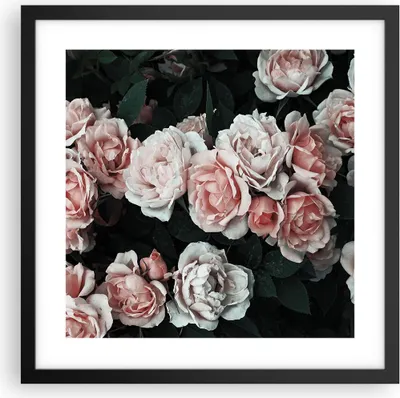 Produktbild von Gerahmtes Poster - Schwarzer Rahmen - Rosen Blumen Blätter - 40x40 cm - Wand Bild - Wanddeko - Wandbilder - Kunstposter - Wandposter - Bilderrahmen - Bilder - Kunstdruck - P2BAC40x40-4760