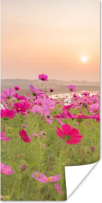Produktbild von MuchoWow® Poster Blumenwiese - Rosa - Mohnblumen 40x80 cm - Dekoration