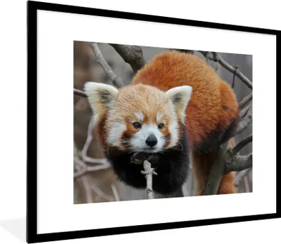 Produktbild von MuchoWow® Gerahmtes Poster Roter Panda - Äste - Baum 80x60 cm - Poster mit Schwarzem Bilderrahmen Wandposter Rahmen Foto Bilder - Schlafzimmer-Dekorationen - Fotoposter