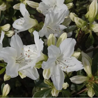 Obrázok produktu pre Azalka biela – Azalea japonica | 25-30 cm (vo výsadbovom kontajneri)