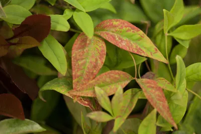 Produktbild von Nandina domestica 'Firepower', Himmelsbambus, rot, 30–40 cm