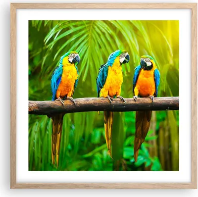 Produktbild von Gerahmtes Poster - Rahmen in heller Eiche - Papageien Collorful Natur Vögel - 50x50 cm - Wand Bild - Wanddeko - Wandbilder - Wandposter - Bilderrahmen - Bilder - Kunstdruck - P2NAC50x50-2696