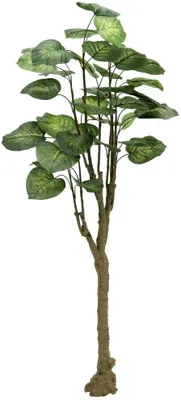 Produktbild von EUROPALMS Pothosbaum, 175cm