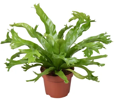 Produktbild von Asplenium nidus Crissie Topf 12 cm Ø Nestfarn - Luftreinigende Zimmerpflanze - Grünpflanze