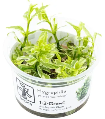 Produktbild von Aquarium Pflanze Hygrophila polysperma 'White' Tropica Nr.050A TC In Vitro