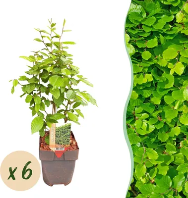 Obrázek produktu pro Carpinus betulus 6 rostlin Rostlina na živý plot na 1 běžný metr, hustá a neprohleditelná