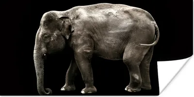 Produktbild von MuchoWow® Poster Elefant - Wilde Tiere - Schwarz 40x20 cm