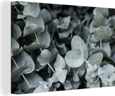 Produktbild von OneMillionCanvasses® - Leinwandbilder - 140x90 cm, Natur - Pflanzen - Eukalyptus - Blätter, Wandbilder Kunstdruck Wanddekoration - Foto auf Leinwand - Gemälde auf Holzrahmen