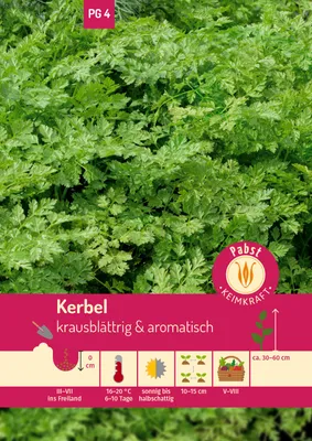 Artikelbild 1 von 'Kerbel Commun' aus der Kategorie Kerbelsamen