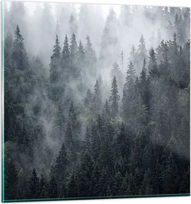 Produktbild von Bilder auf glas - Wald Baum Natur - 70x70cm - Glasbilder - Wandbilder - Kunstdruck - zum Aufhängen bereit - Wanddekoration aus Glas - Glas Bilder - Wandbild auf Glas - Einteilig - GAC70x70-4074
