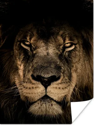 Produktbild von MuchoWow® Poster Löwe - Tiere - Schwarz - Porträt 30x40 cm - Wandplakat - Poster Kinderzimmer