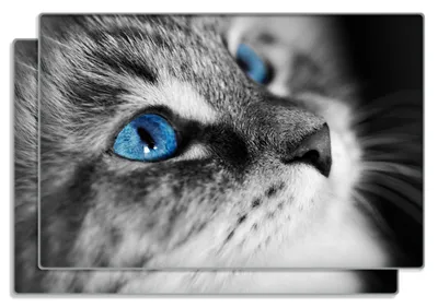Produktbild von Wallario Frühstücksbrettchen 2er Set aus Glas, je 20 x 30 cm, mit rutschfesten Füßen, Motiv Schwarz-weiß getigerte Katze mit leuchtend blauen Augen