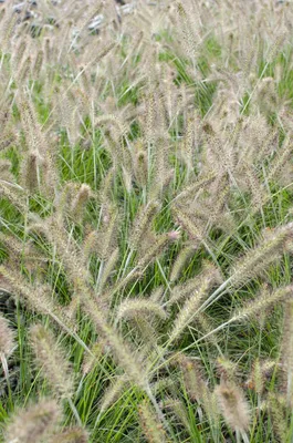 Obrázek produktu pro Pennisetum alopecuroides Hameln, 30 cm, 14 cm, mrazuvzdorná, na balkon
