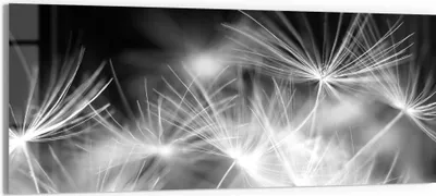 Produktbild von DEQORI Glasbild Echtglas 125x50 cm 'Pusteblumenflug' Wandbild Bild modern Deko