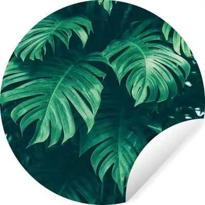 Obrázok produktu pre MuchoWow® Nálepka na tapetu - Monstera - Listy - Rastliny - Džungľa - Príroda - 100cm