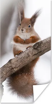 Produktbild von MuchoWow® Poster Eichhörnchen - Baum - Schneeflocke - Winter 20x40 cm - Plakat - Foto