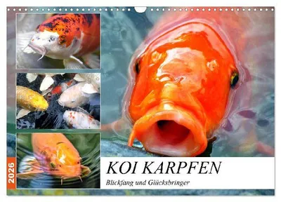 Produktbild von Koi Karpfen. Blickfang und Glücksbringer (Wandkalender 2026 DIN A3 quer), CALVENDO Monatskalender