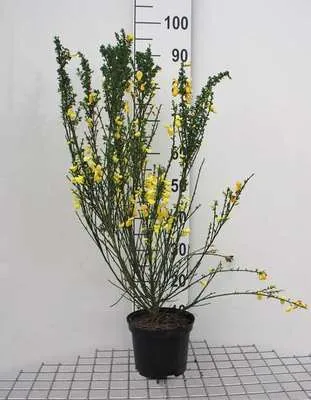 Immagine prodotto di Cytisus scoparius - Ginestra 40- 60 cm Contenitore