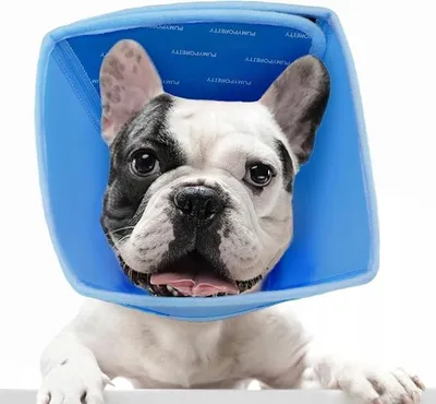 Produktbild von PUMYPOREITY Schutzhalsband für Hunde Größe S Blau