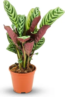 Immagine prodotto di Ctenanthe Burle-Marxii Ø 14 cm, altezza 35-40 cm, pianta della preghiera, facile da curare