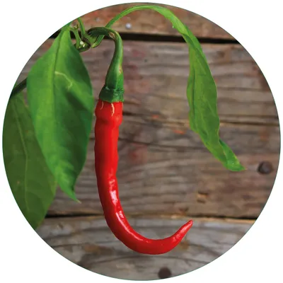 Produktbild von Wallario Premium Glasbild, freischwebende Optik, kräftige Farben, rund 50cm Durchmesser, Motiv Hängende Chili-Schote