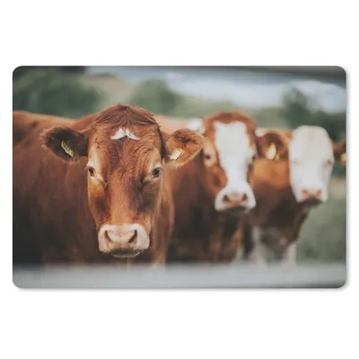 Produktbild von MuchoWow® Schreibtischunterlage Kühe - Gras - Zaun 60x40 cm - XXL Mauspad - Großes Mauspad