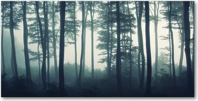 Produktbild von Tulup® Glas-Bild - 100x50 -Wandkunst - Wandbild hinter gehärtetem Sicherheitsglas  - Landschaften - Wald im Nebel - Schwarz