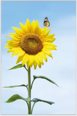 Produktbild von Wallario Wandbild Sonnenblume mit Schmetterling, Größe: 61 x 91,50 cm, Poster mit weißem Aluminiumrahmen