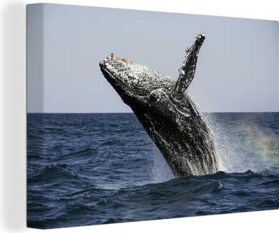 Produktbild von OneMillionCanvasses® - Leinwandbilder - 140x90 cm, Ein Buckelwal springt aus dem Wasser, Wandbilder Kunstdruck Wanddekoration