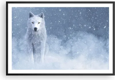 Produktbild von Gerahmtes Poster - Schwarzer Rahmen - Weiß Wolf Schnee - 91,5x61 cm - Wand Bild - Wanddeko - Wandbilder - Kunstposter - Wandposter - Bilderrahmen - Bilder - Kunstdruck Wanddekoration - P2BAA91x61-5006