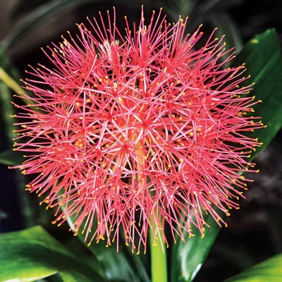 Produktbild von Scadoxus Beet Kübelpflanze Topfpflanze Scadoxus Multiflorus 1 St.