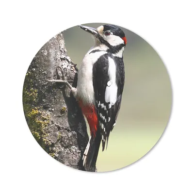 Produktbild von MuchoWow® Mauspad Mousepad Ein Buntspecht auf einem Baumstamm 30x30 cm - Mousepads - Maus Mat - Pad - Mausunterlage - Tischunterlage - Schreibtischmatten
