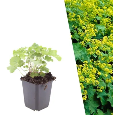 Productafbeelding van Set van 48 Alchemilla Mollis Planten, Vrouwenmantel, Ø 9 cm