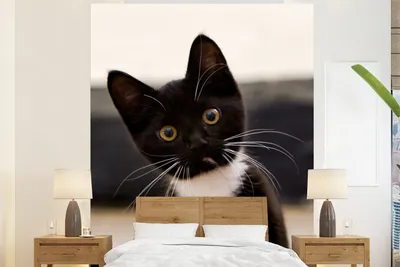 Produktbild von MuchoWow® Fototapete für Wohnzimmer oder Schlafzimmer Wandtapete Vinyl Motivtapete Eine Nahaufnahme eines schwarz-weißen Kätzchens - 180x220 cm - Tapezierpapier