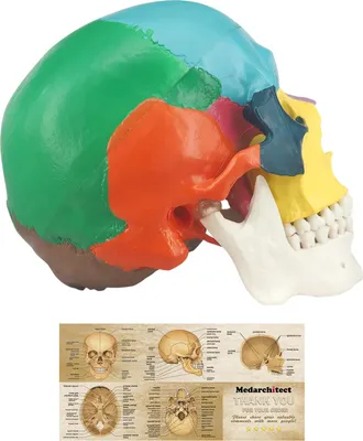 Produktbild von Lebensgroßes 3-teiliges menschliches Schädelsmodell für anatomische Ausbildung