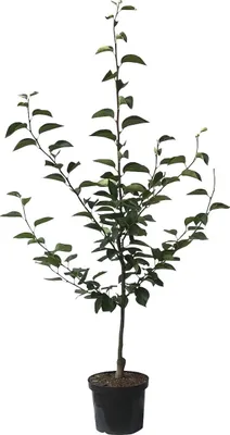 A potted young tree with green leaves against a white background.