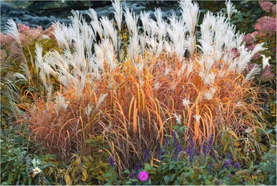 Produktbild von Stauden Gänge 3 x Miscanthus sinensis 'Purpurascens' im 1 Liter Topf - Chinaschilf - Feuerrote Akzente für herbstliche Gärten - Winterhart