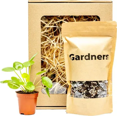 Obrázek produktu pro Gardners Set Pilea peperomioides a substrát v dárkovém balení