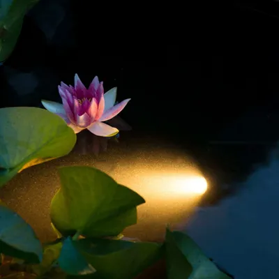 Immagine prodotto di Illuminazione subacquea del laghetto Ubbink con faretto Aqua LED 6 W