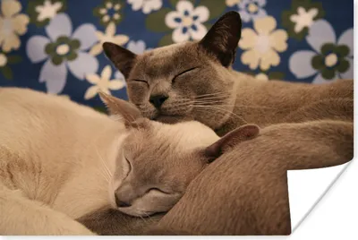Produktbild von MuchoWow® Poster Zwei verschmuste burmesische Katzen 30x20 cm - Plakate - Print