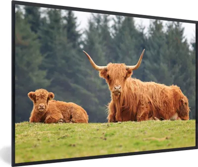 Produktbild von MuchoWow® MuchoWow® Gerahmtes Poster Schottische Hochlandrind - Gras - Wald 30x20 cm - Poster mit zchwarzem Bilderrahmen - Kunstdruck - Bild-Poster