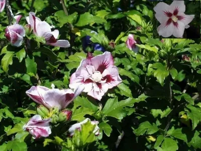 Produktbild von Garten Eibisch Hamabo - Hibiscus syriacus Hamabo 40-60cm