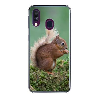Produktbild von MuchoWow® Handyhülle Schutzhülle Hülle für Samsung Galaxy A40 Eichhörnchen - Wald - Moos Silikon Softcase Handy Hülle - Handy-Tasche