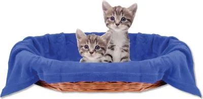 Immagine prodotto di Coperta per gatti - coperta per animali, dimensioni: 70x100 cm, colore: blu
