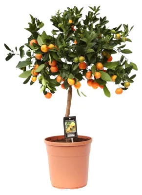 Image de Agrumes Calamondin - 70-80cm - Ø22cm - Plante de jardin